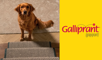 Galliprant dosing chart for hot sale dogs